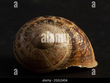 The tight spiral of the Garden Snail is always clock-wise in orientation. These cryptically coloured gastropods are the prized food of Thrushes Stock Photo