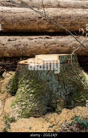 Pile of cut wood logs or felled trees at a lumberyard, stack of trunks and tree stump in Germany, Europe Stock Photo