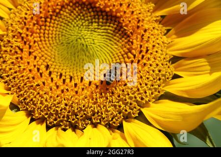 Bee sits on a sunflower in the sunshine Stock Photo