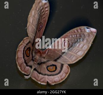 Emperor Gum Moth,Opodiphthera eucalypti. Large patterned moth with distinctive markings like eyes to deter predators. Queensland, Australia. Stock Photo