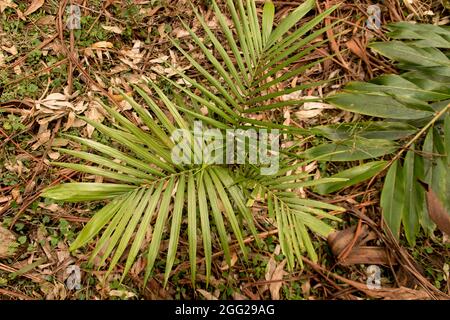 Looking down onto the top of a young bangalow palm (Archontophoenix cunninghamiana) in subtropical rainforest, Queensland, Australia. Stock Photo