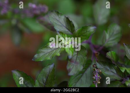 Holy basil Thulsi medicinal plant in kerala Stock Photo Alamy