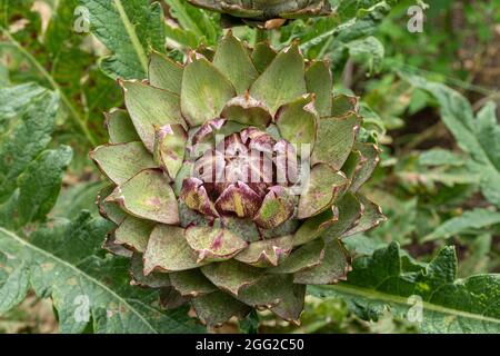 Globe artichoke 'Green Globe' plant growing in a vegetable garden, Summer or August, UK Stock Photo