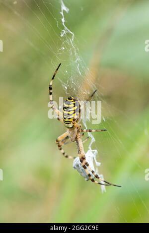 Wasp spider (Argiope bruennichi) with prey on its web, UK, during late summer Stock Photo