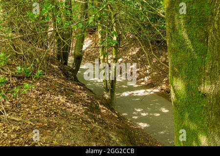 Sunken lane or holloway (hollow way) in the Surrey Hills Area of Outstanding Natural Beauty, UK Stock Photo