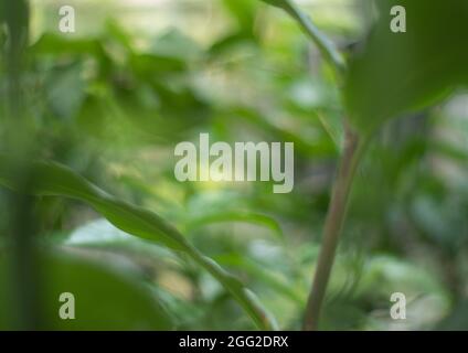 Natural outdoors bokeh background in green and yellow tones, Blurred green tree leaf background with bokeh Stock Photo