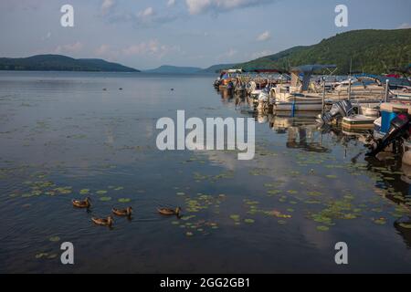 Cooperstown, NY, USA - Aug 11, 2021: Mallards swim in the blue waters of Otsego Lake on a sunny summer day with cumulus clouds in the sky near a dock Stock Photo