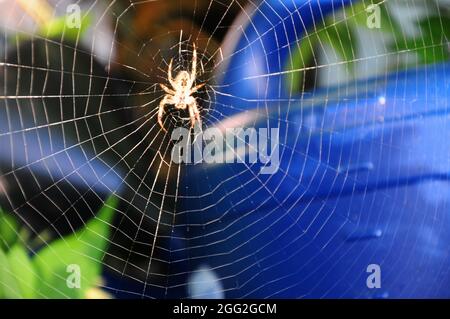Portland. 28th August 2021. UK Weather. Early morning sunshine illuminates a garden spider on its web in Fortuneswell. Credit: stuart fretwell/Alamy Live News Stock Photo