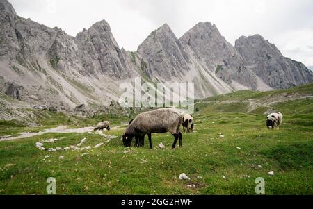 Sheep breeding on the mountain pasture, farm animals in the alps.  Group of sheep on a pasture stand next to each other. Stock Photo