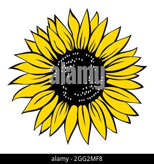 Sunflower, vector illustration isolated on white background. Stock Vector