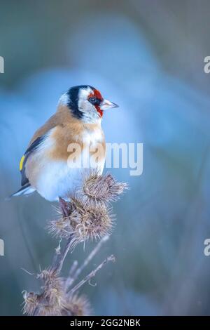 European goldfinch bird, Carduelis carduelis, perched, eating and feeding seeds in snow during Winter season Stock Photo