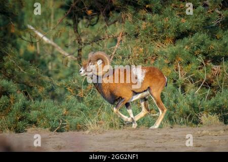 Mouflon (Ovis gmelini) foraging in a forest Stock Photo