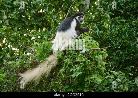 mantled guereza (Colobus guereza), also known simply as the guereza, the eastern black-and-white colobus, or the Abyssinian black-and-white colobus Stock Photo