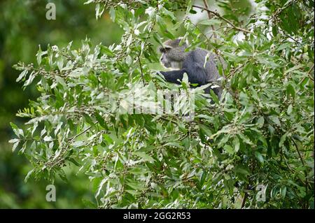 blue monkey or diademed monkey (Cercopithecus mitis) sitting on a branch, Arusha National Park, Tanzania Africa Stock Photo