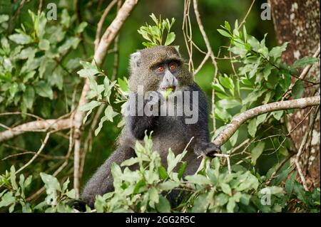 blue monkey or diademed monkey (Cercopithecus mitis) sitting on a branch, Arusha National Park, Tanzania Africa Stock Photo