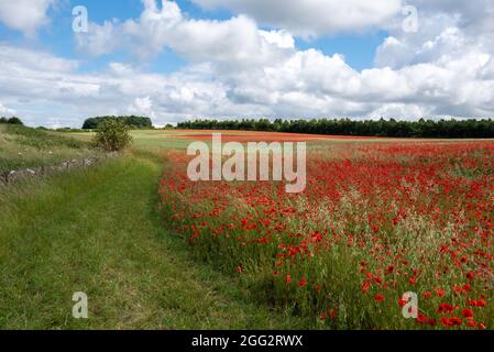 Red Sea of poppy field on british summers day with blue sky and white clouds Stock Photo