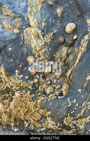 A closeup of seashells on a rock at a beach during low tide Stock Photo