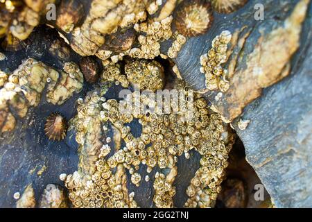 A closeup of seashells on a rock at a beach during low tide Stock Photo