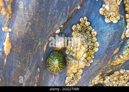 A closeup of seashells on a rock at a beach during low tide Stock Photo