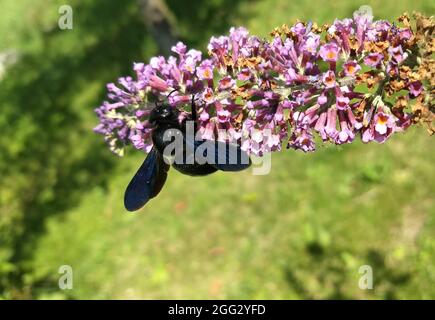 Black bee sitting on a lilac summer Stock Photo