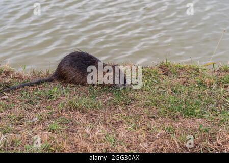 Myocastoridae rodent (Myocastor coypus), also called coipo, little beaver and swamp beaver, native to southern America and introduced in many countrie Stock Photo