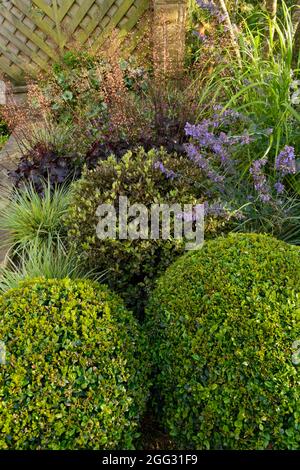Landscaped sunny private garden close-up (summer border flowers, contrasting foliage, sunlit clipped buxus balls, grasses) - Yorkshire, England, UK. Stock Photo