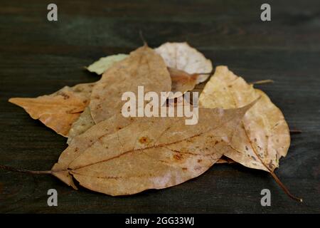 Heap of Dried Bay Leaves on Black Wooden Background Stock Photo