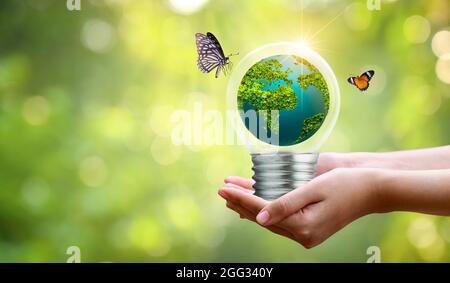 The bulb is located on the inside with leaves forest and the trees are in the light. Concepts of environmental conservation and global warming plant g Stock Photo