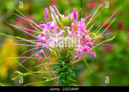 Spider flower. Cleome spinosa. Beautiful unusual exotic pink flowers on natural green background. Commonly known as spider bee plant, pink queen, gran Stock Photo