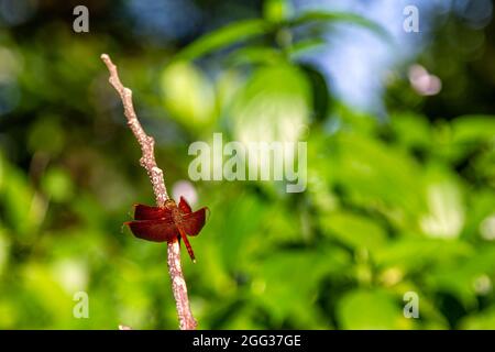 a red dragonfly is perching on a fallen tree branch Stock Photo