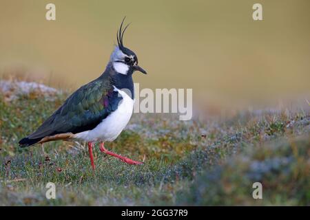 An adult male Northern Lapwing (Vanellus vanellus) in the Yorkshire Dales National Park, UK Stock Photo