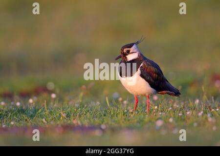 An adult male Northern Lapwing (Vanellus vanellus) in breeding plumage on North Uist, Outer Hebrides, Scotland Stock Photo