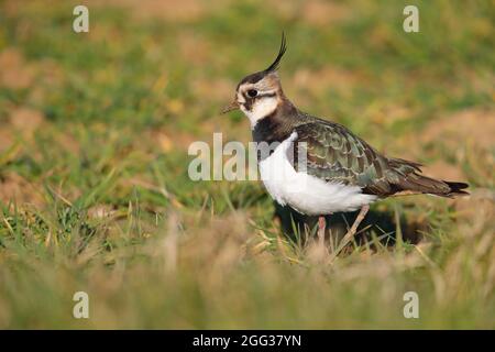 An adult Northern Lapwing (Vanellus vanellus) in non-breeding plumage feeding on farmland in winter in Suffolk, UK Stock Photo