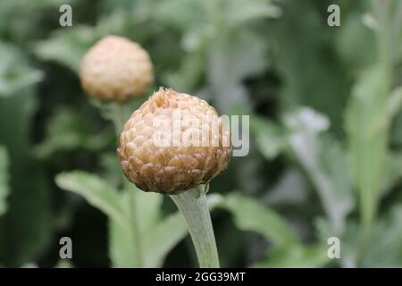 Silver coloured bud scales of the ornamental thistle, Rhaponticum centaureoides, in close up with a blurred background of leaves and stems. Stock Photo