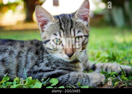 Serious grey striped kitten lying on the grass. Closeup of tabby gray young cat watching closely at camera Stock Photo