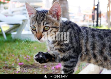 Serious grey striped kitten standing with lifted paw. Closeup of tabby gray young cat watching closely at something behind camera Stock Photo