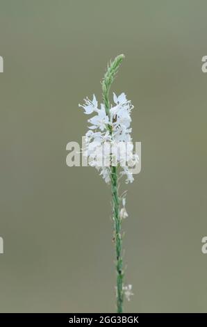 False Gaura, Stenosiphon linifolius Stock Photo