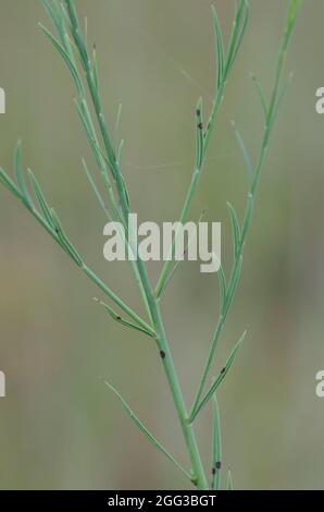 False Gaura, Stenosiphon linifolius, stem and leaves Stock Photo