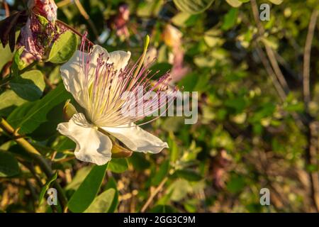 Close-up of the flower of the Caper plant, Capparis spinosa, at sunset. Island of Mallorca, Spain Stock Photo