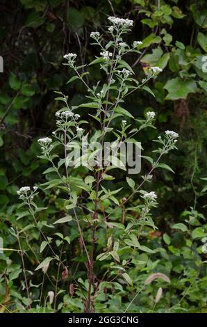 Lateflowering Thoroughwort, Eupatorium serotinum Stock Photo