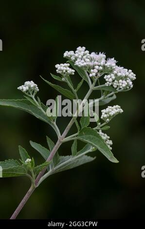 Lateflowering Thoroughwort, Eupatorium serotinum Stock Photo