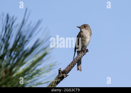 A western wood-pewee is perched on a pine branch in north Idaho. Stock Photo