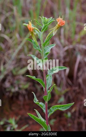 Common Evening-primrose, Oenothera biennis Stock Photo
