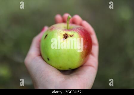 A female hand holds a damaged apple eaten by worms with a hole. Close up, selective focus and copy space Stock Photo