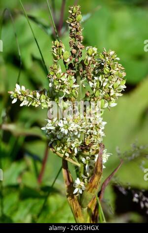 false helleborine, white hellebore, European white hellebore, Weißer Germer, Veratrum album, fehér zászpa Stock Photo