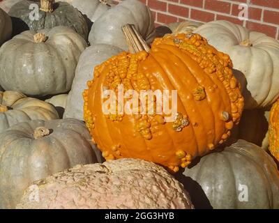 Warty orange pumpkins sitting on a pile of pale Cinderella pumpkins against a brick wall Stock Photo