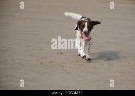 One English Springer Spaniel dog running alone on a sandy beach. Stock Photo