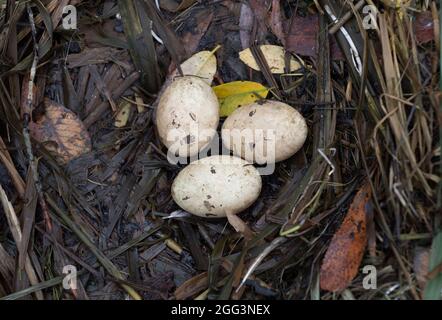 Great Crested Grebe, Podiceps cristatus, nest with three eggs, Brent Reservoir, Welsh Harp Reservoir, London, United Kingdom Stock Photo