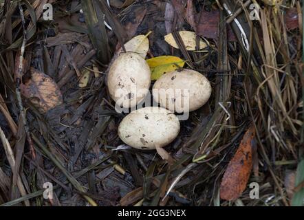 Great Crested Grebe, Podiceps cristatus, nest with three eggs, Brent Reservoir, Welsh Harp Reservoir, London, United Kingdom Stock Photo