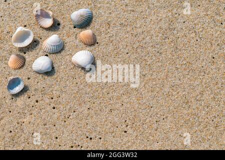 Closeup of small sea shells lying on a wet beach sand made even by ocean tide. Summer seaside holiday concept. Vacation at the beach. Relax during Stock Photo